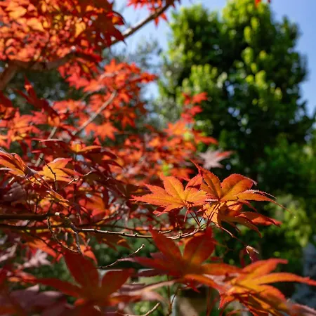 Argiolas לינה וארוחת בוקר