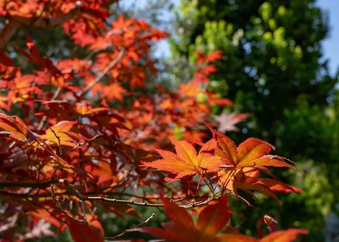 Argiolas فندق مبيت وإفطار