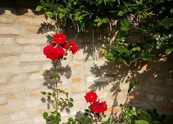 Argiolas مودينا